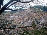 吉野山中千本風景